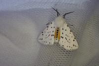 Spilosoma lubricipeda