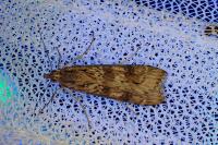 Nomophila noctuella