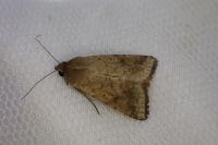Helicoverpa armigera