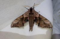 Smerinthus ocellatus