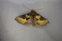 Diachrysia chrysitis/stenochrysis