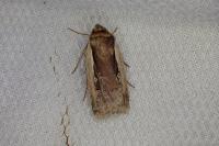 Ochropleura plecta