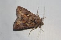 Autographa gamma