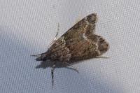 Eudonia mercurella