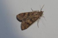 Nomophila noctuella
