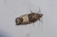 Spilonota ocellana