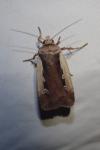 Ochropleura plecta
