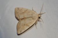 Cosmia trapezina