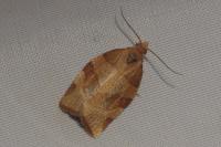 Pandemis cerasana