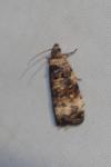 Endothenia gentianaeana/marginana/oblongana