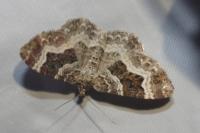 Epirrhoe alternata