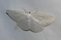 Cabera exanthemata