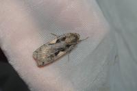 Xestia c-nigrum