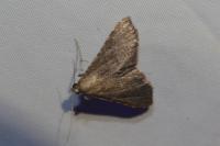 Endotricha flammealis