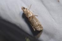 Acrobasis consociella