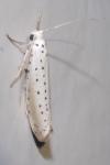 Yponomeuta rorrella