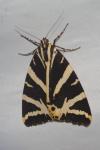 Euplagia quadripunctaria