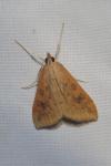 Udea ferrugalis