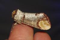 Phalera bucephala