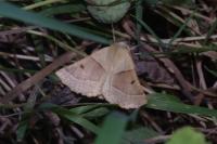 Crocallis elinguaria