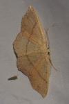 Cyclophora punctaria