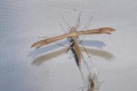 Stenoptilia annadactyla