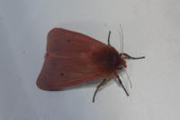 Phragmatobia fuliginosa