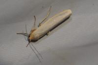 Eilema caniola