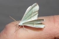 Campaea margaritaria