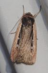 Ochropleura leucogaster