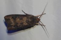 Agrotis ipsilon