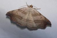 Laspeyria flexula