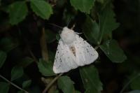 Spilosoma lubricipeda