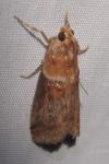 Acrobasis tumidana