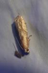 Eucosma cana