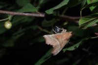 Scoliopteryx libatrix
