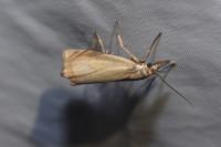 Chrysoteuchia culmella