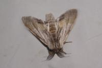 Harpyia milhauseri