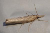 Pediasia contaminella