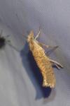 Ypsolopha alpella