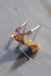 Caloptilia alchimiella