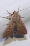 Mythimna unipuncta