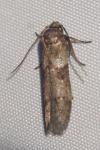 Blastobasis phycidella