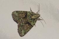 Cryphia algae
