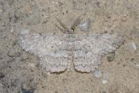 Hypomecis punctinalis