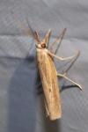 Pediasia contaminella