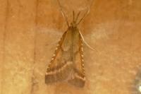 Synaphe punctalis