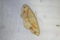 Cyclophora punctaria