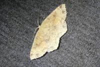 Cyclophora porata