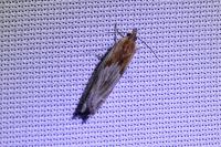 Eucosma cana